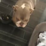 English Bulldog Kc Registered Absolute Bargain in Tendring