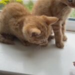 Ginger Baby in County Durham