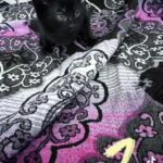 Kittens For Sale Ready To Go Now in Coventry