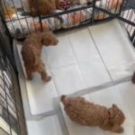 🐾Stunning🐾Schnoodle🐾Pups🐾 in Gloucester