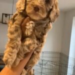 Cockapoo Waiting List in South Gloucestershire