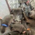 Solid Blue Champion Puppy in Leicester