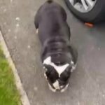 Female English Bulldog in Liverpool