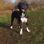 ? Stunning Bandogge mastiff STUD ? in Kettering