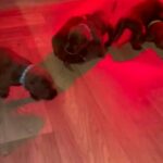 7 Cane Corsos  Pups Available in Northampton