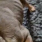 English Bulldog in Nottingham