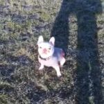 French Bulldog in Brighton