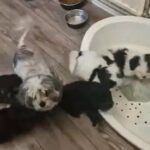 Bichon Havanese in Nottingham