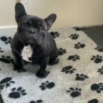 Female French Bulldog in Rotherham