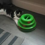 black and white female cat in Tameside