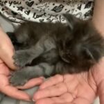 Blue Smoke Maine Coon Kittens in Slough