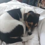 1 year 5 months Mini Jack Russel to sell names Cookie in Bristol