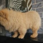 Outstanding Chow Chow Puppy in Mendip