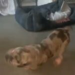 Female Merle Frenchbulldog in Burnley