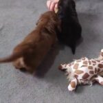 MINIATURE LONGHAIRED DACHSHUNDS in Torfaen