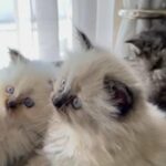 Persian Kitten in Bristol