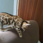 Bengal male NOW SOLD in Poole