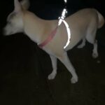 puppy for sale in Salford