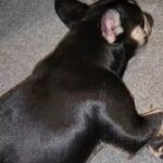 French bulldog fluffy in Manchester