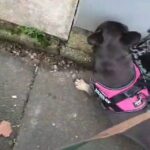 French bulldog fluffy in Manchester