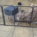 American XL Bullys - 9 Weeks Old. in Cannock Chase