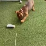 American Bully Pups in Leicester