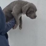 ABKC AMERICAN XL BULLY - READY TO LEAVE NOW in Hastings