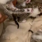 Mix Snow Bengal Kittens for Sale in Blackburn with Darwen