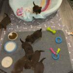 READY NOW Chocolate Tan Jack Russells in South Ayrshire