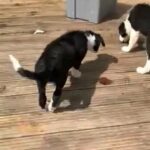 Beautiful Border Collie Puppies in London