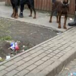Doberman Stud in Leeds