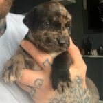 Cane Corso Crossed Bully in Caerphilly