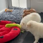 Pomchi in Coventry