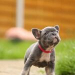 🥰 8 Beautiful French bulldog Puppies- Ready To Go 🥰 in Luton