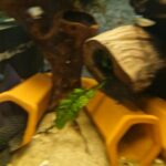 peppermint pleco in Birmingham