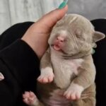Lilac Female Shadow X Bluzilla Pocket Champion Line S in Derby