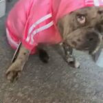 Chocolate Merle Frenchbulldog Female in Burnley