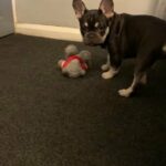 Chocolate & Tan Frenchie Pup in Wakefield