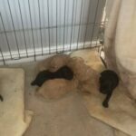F1 B  Miniature Poochon Poodle in London