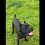 Cane Corso Puppies Full Pedigree in Manchester