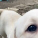 8 Beautiful Goldador Puppies 4 Girls and 4 Boys in London