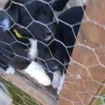 Border Collies in Powys