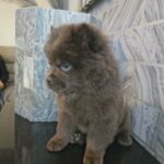 Blue chow chow puppy in Manchester