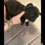 REDUCED French Bulldogs in Wolverhampton