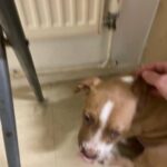 Xl Bully in Trafford