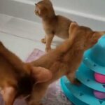 Tica registered Abysinian kittens in Ipswich