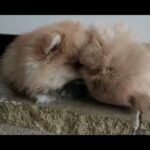 xs pomeranian boys KC reg. in London