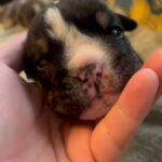 Black Tri English Bulldog in Walsall