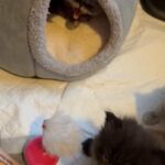 Persian Kitten (One Girl Left ) in Colchester