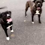 Staffordshire Bull Terrier Cross American Bulldog in Wiltshire